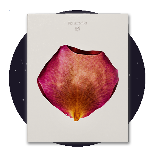 Weihnachtsbild Dr. Hauschka Adventskalender 